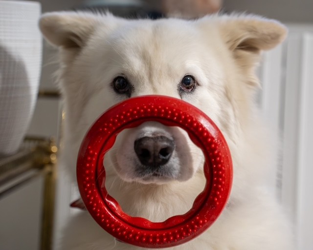 Cane felice che gioca con anello dentale Dental Play PETX - igiene orale naturale