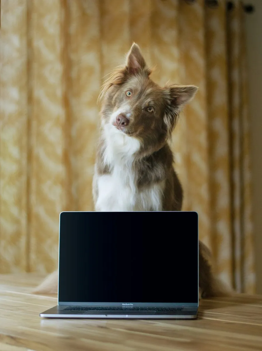 Cane Border Collie intelligente con laptop - Innovazione e ricerca pet care PETX Made in Italy